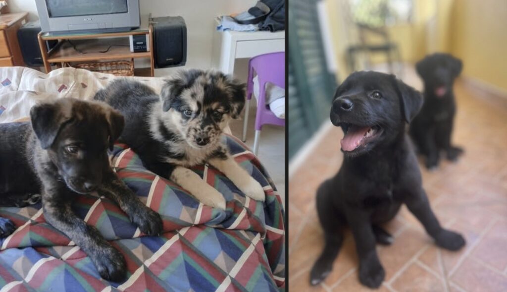 More from the litter; curious and ready to discover the world