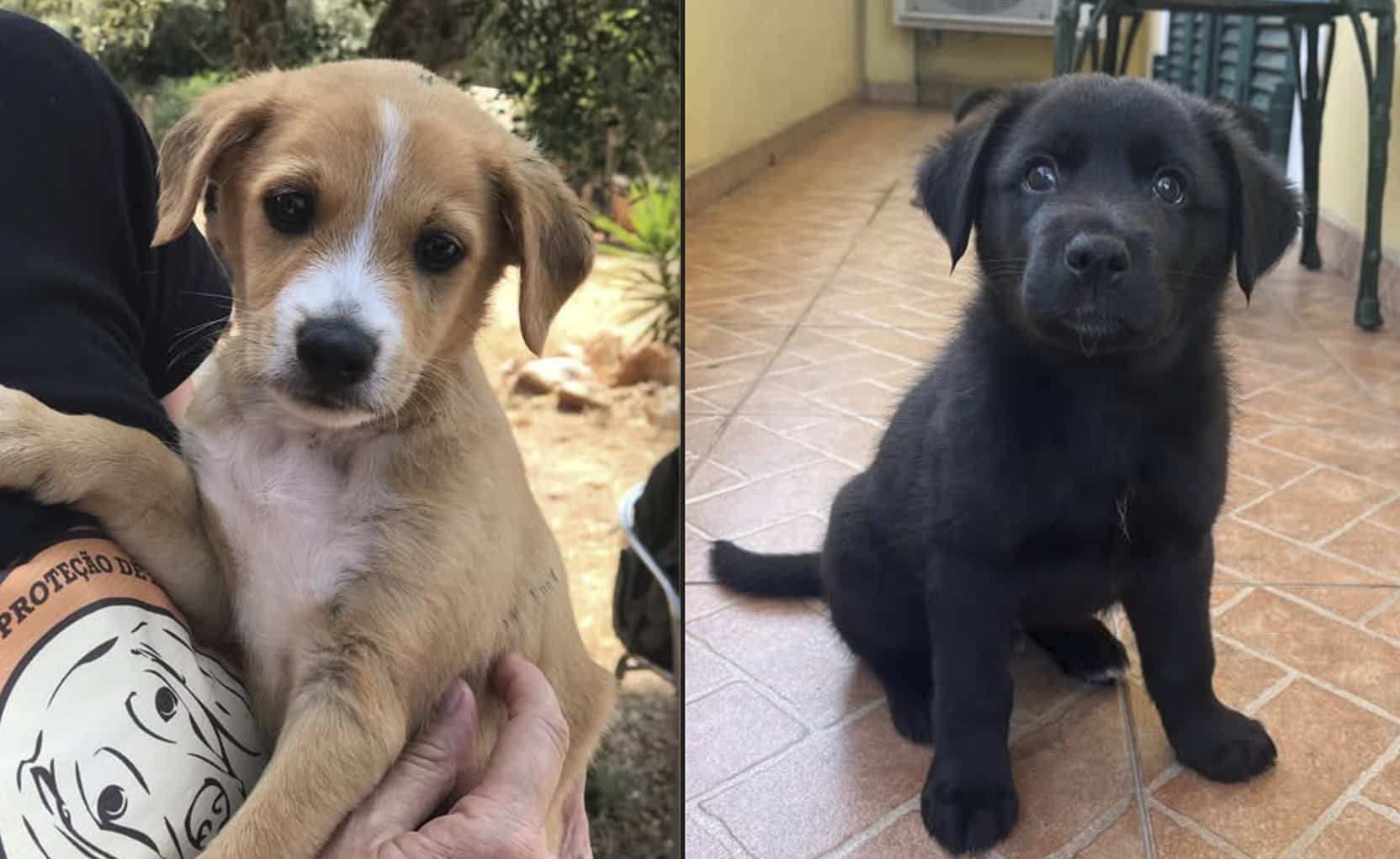 Cadela Carlota puppies