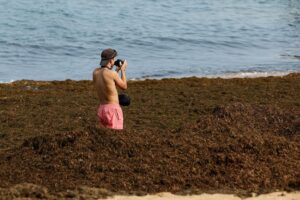 Brown algae blighting Portugal’s beaches ‘here to stay’