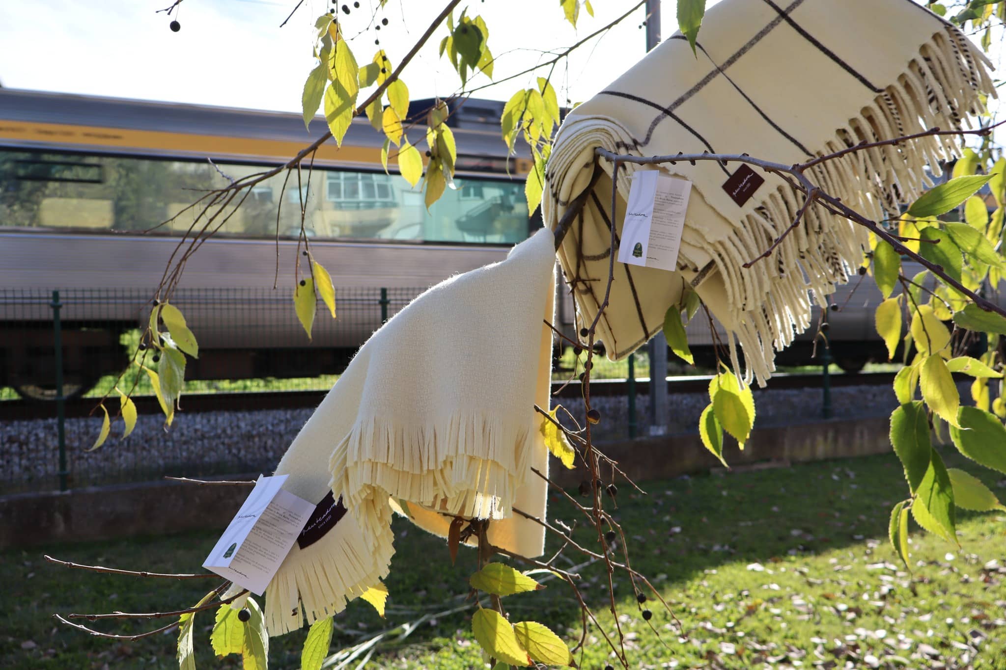 497619034_1247427014059164_2190863210366321870_n