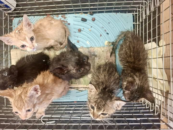 6 Kittens Rescued in Odiáxere