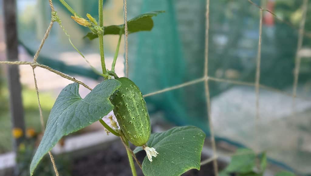 A Gherkin in my garden on a vine