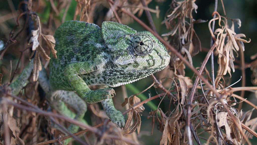 Chameleon in clematis