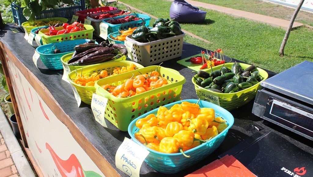 Festival Piri-Piri Guia (4)