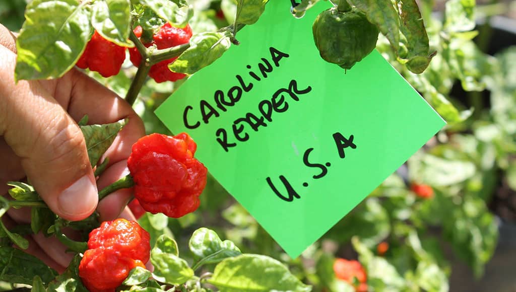 Festival Piri-Piri Guia (6)