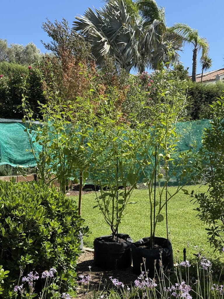 Gigantic tomatillos in my garden