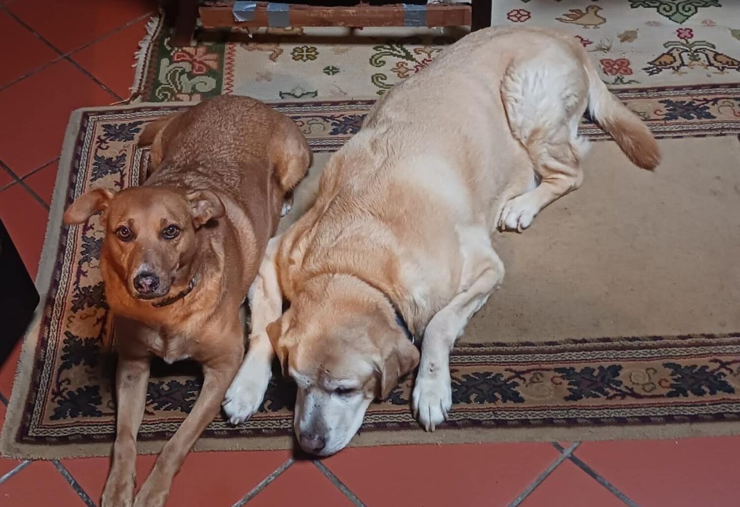 Ginx and Lex pictured last May