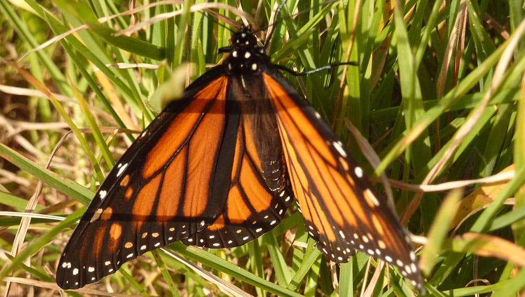 Monarch butterfly