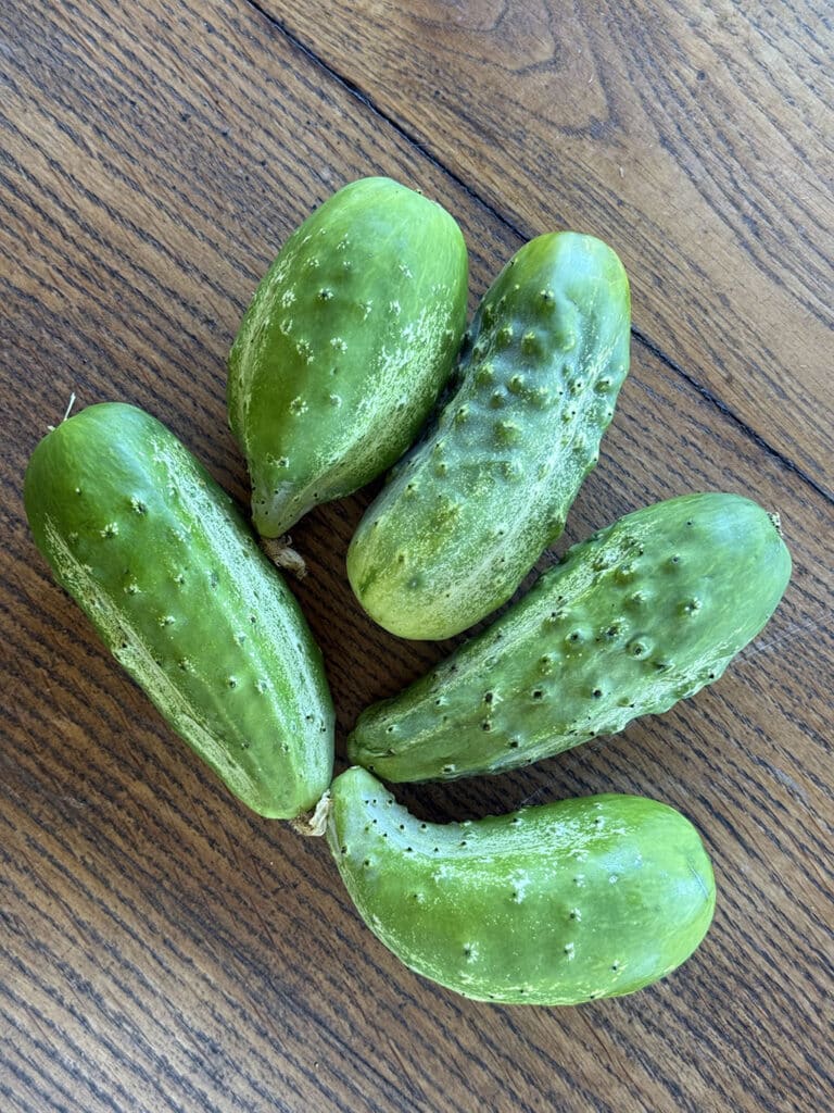 My harvest of the real cucumbers