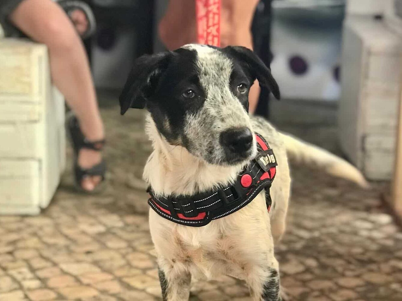 Panda is looking for a forever home