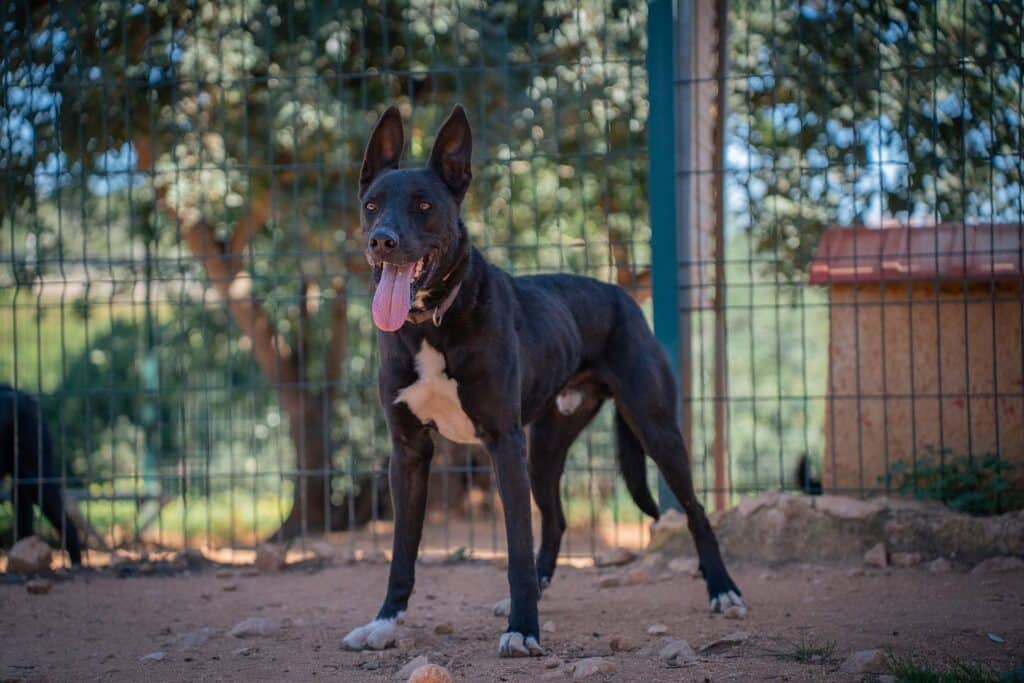 Rantanplan - four years waiting