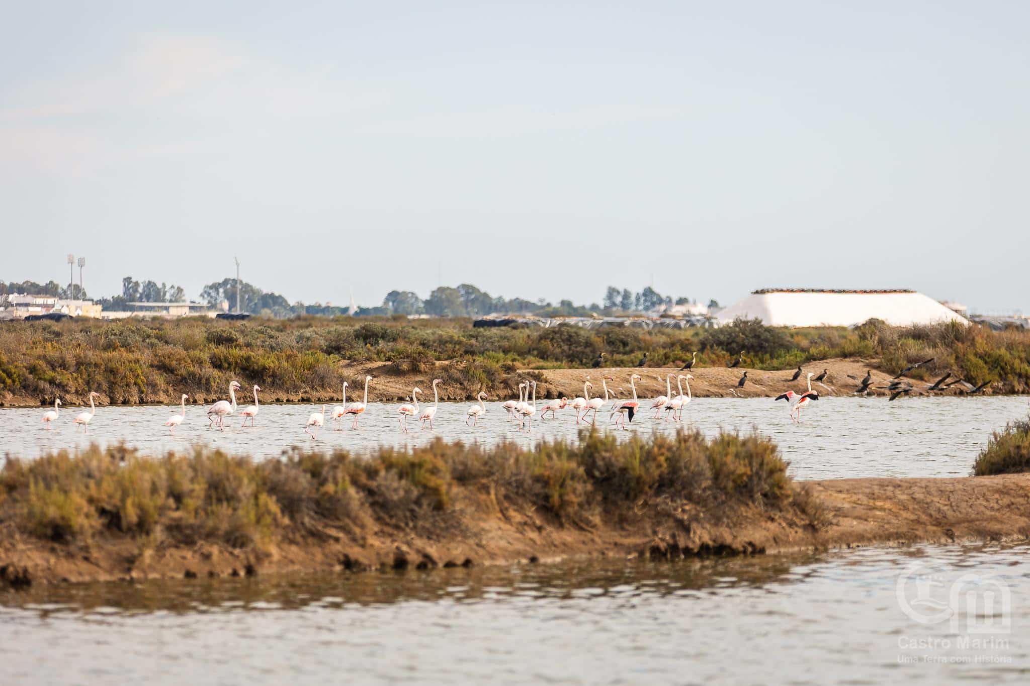 Reserva do Sapal.jpg