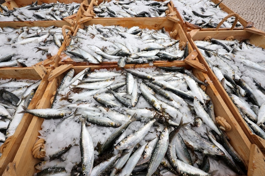 Countdown for Portimão’s annual Sardine Festival