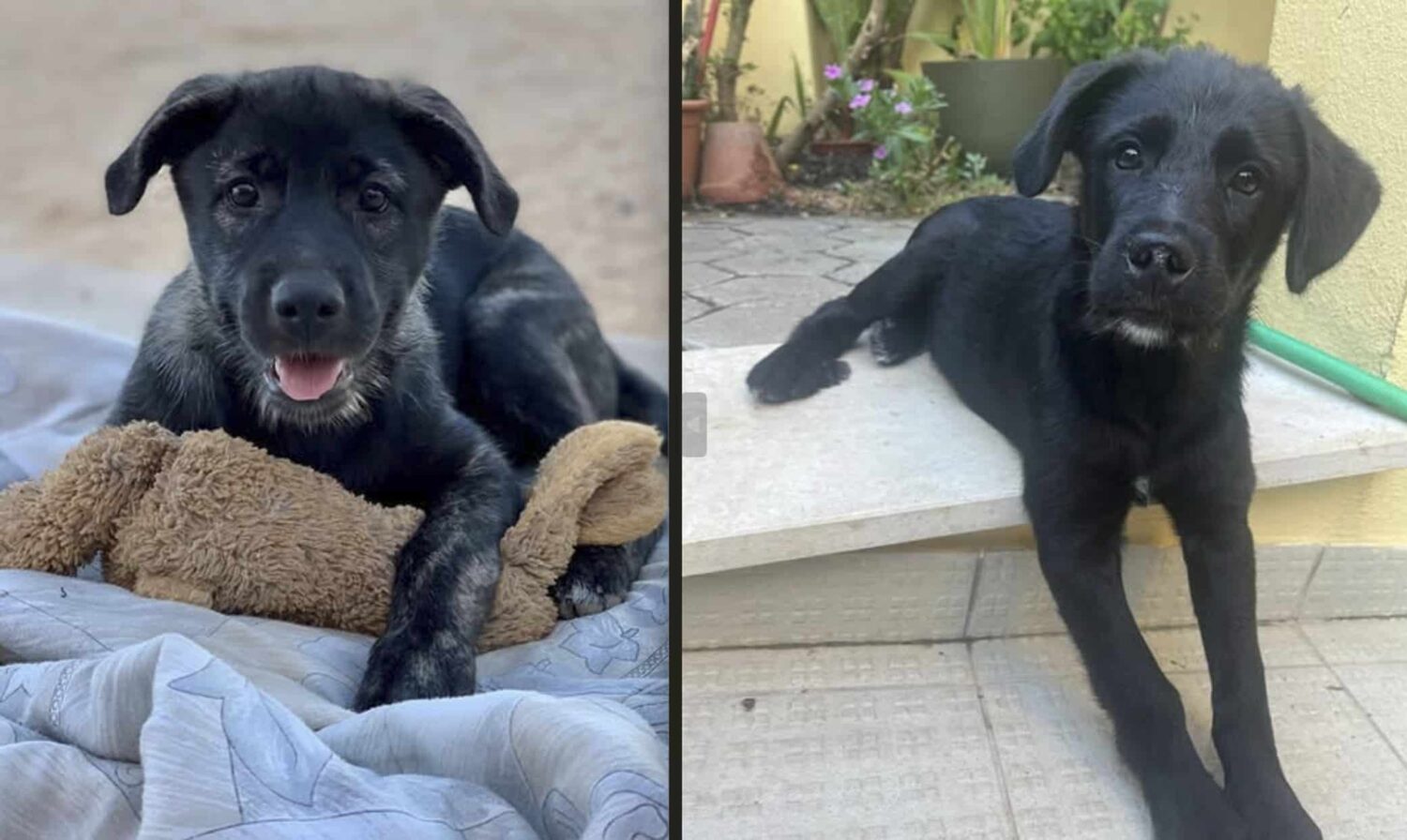 Tala (left) and Terri