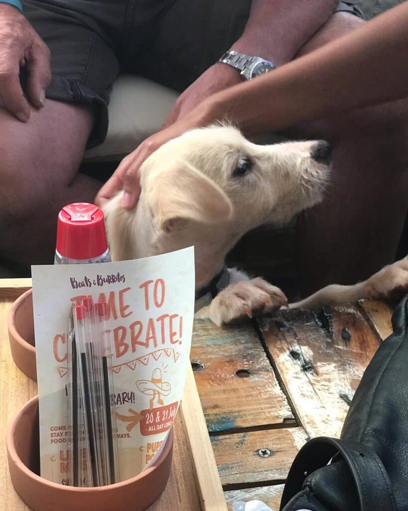 The dogs had lots of attention