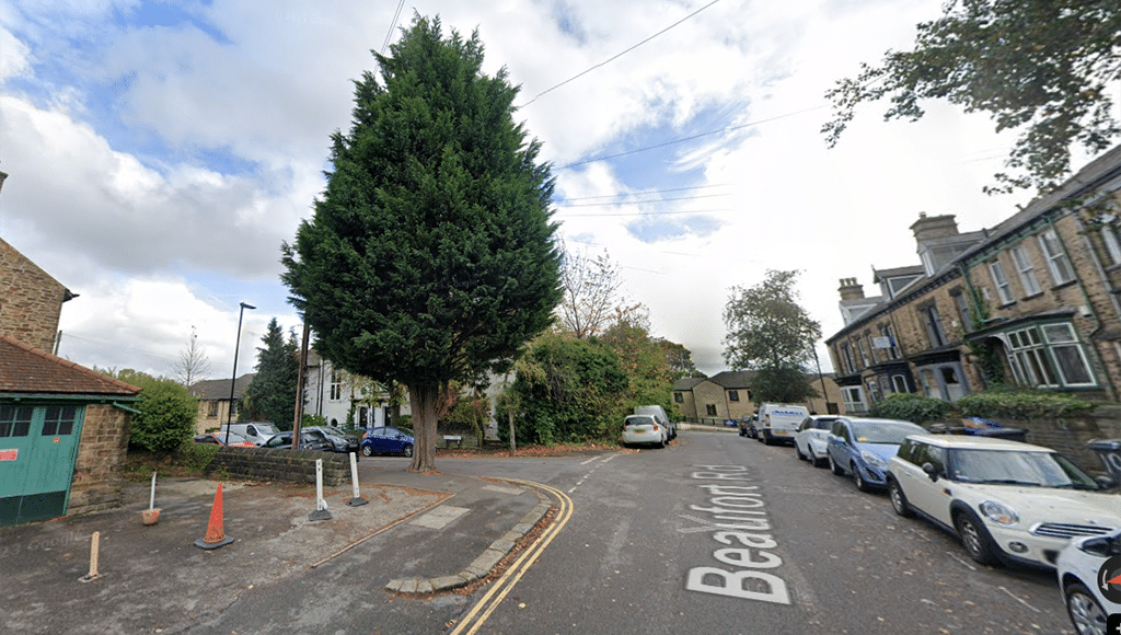 The sapling Carl saved and planted (guerilla gardening style) in Sheffield, UK, 30 years ago, pictured in 2022