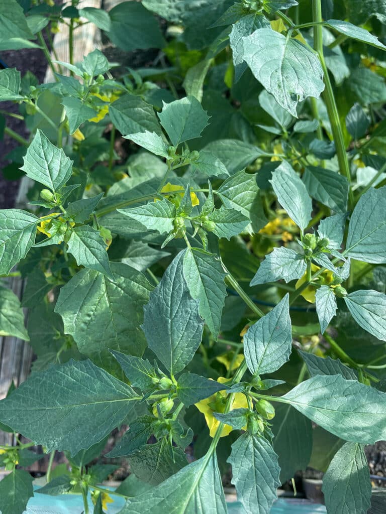Young tomatillo plants