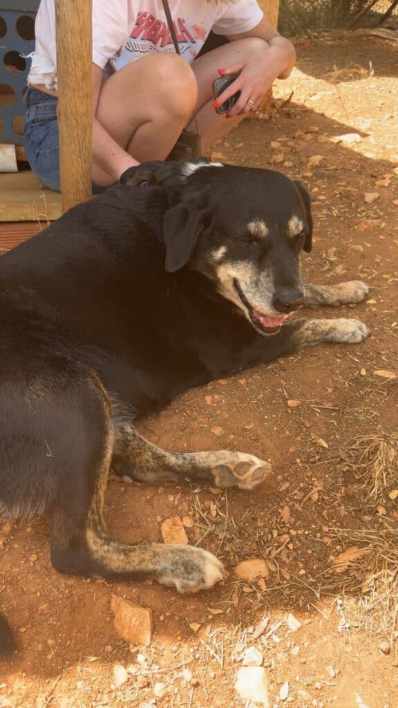 Zara being pampered by a volunteer