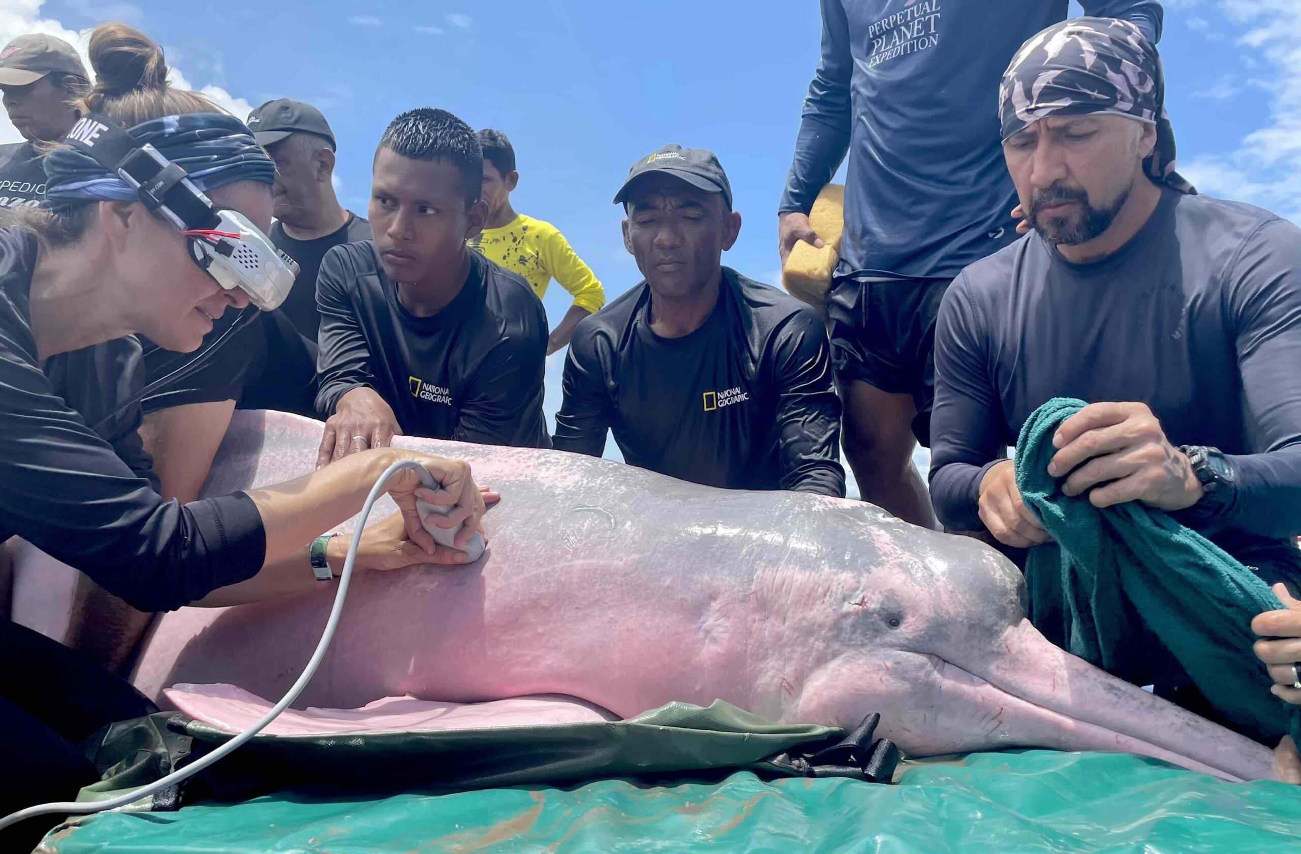 Zoomarine integrates Aquatic Mammals Emergency Response Group Zoomarine integrates Aquatic Mammals Emergency Response Group.2