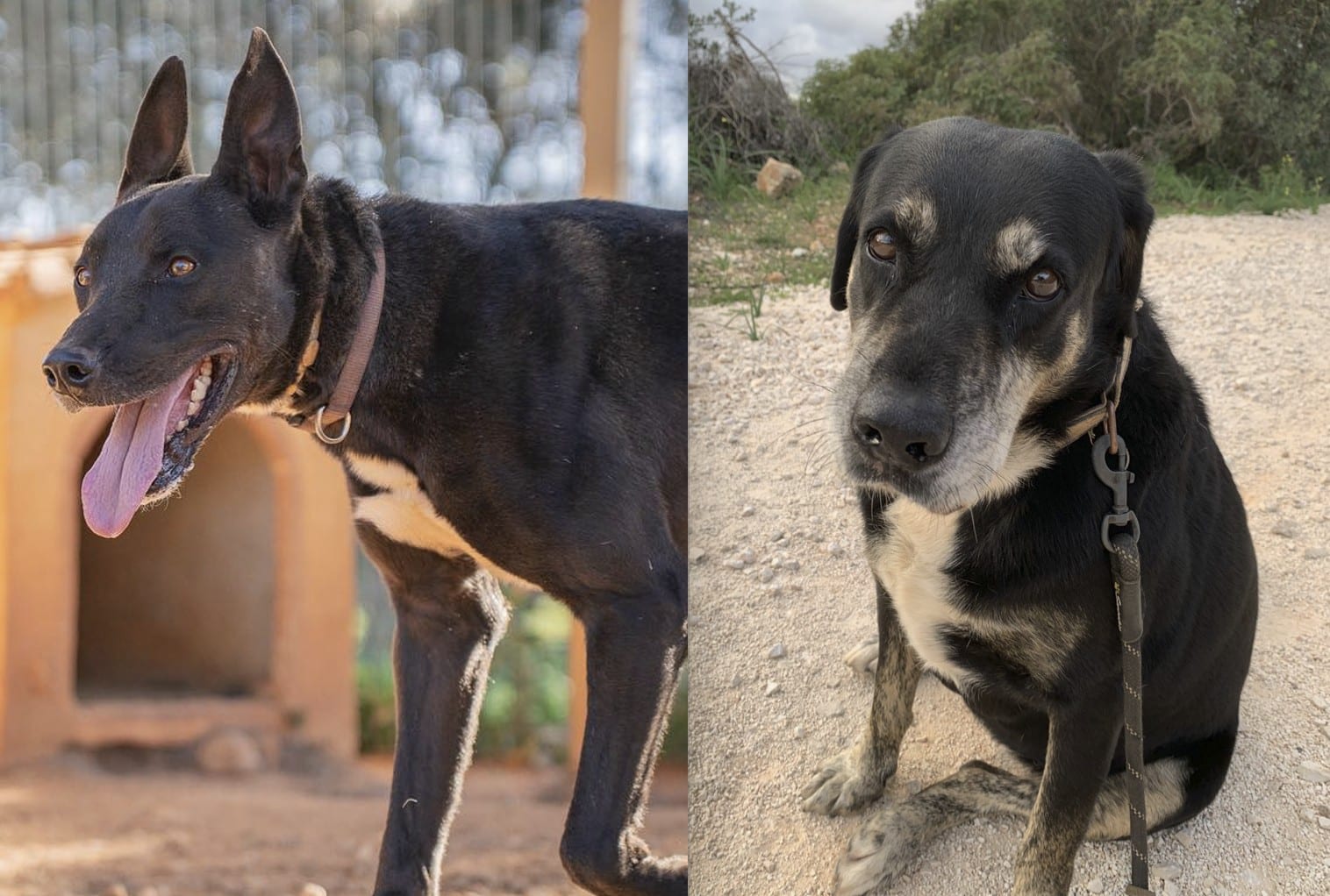 Rantanplan (left) was rescued from a situation of mistreatment; Zara on a little stroll