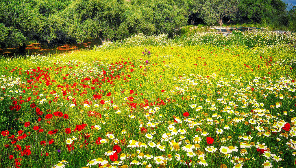 Flower meadow