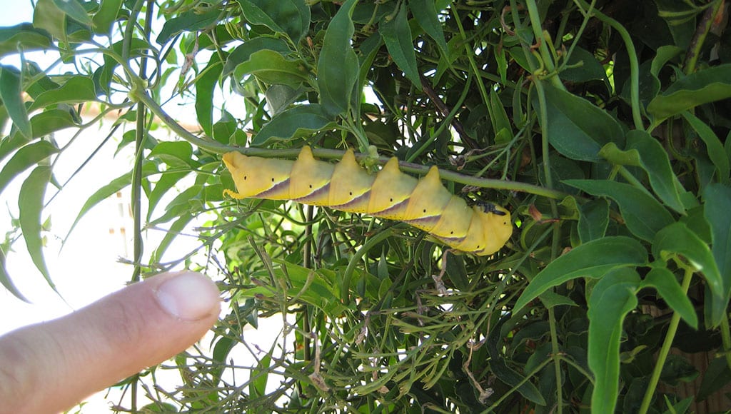Hawk Moth larvae