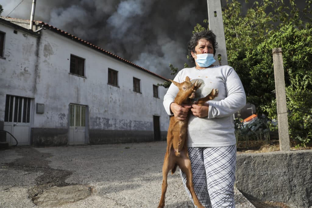 Forest fire in Pampilhosa da Serra