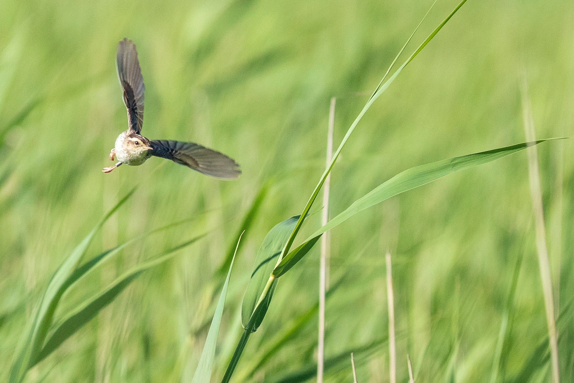 Image from SPEA's Facebook page. SPEA too has joined the voices speaking out against plethora of renewable energy projects, "compromising the ecological sustainability of the region"