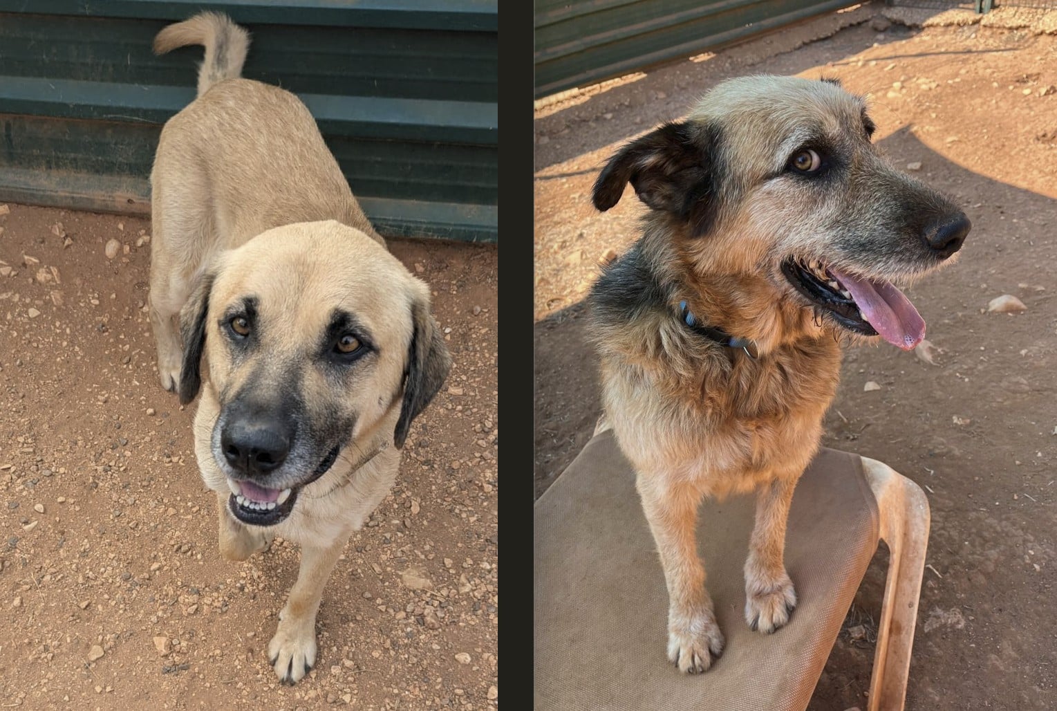Amarelinho (left) is loving and obedient; Bobi enjoys being brushed
