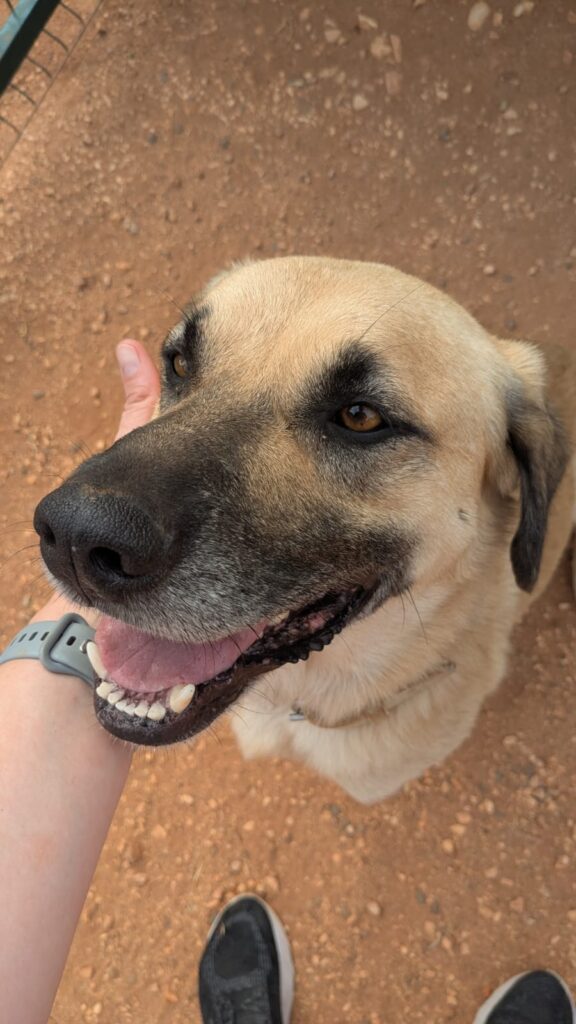 Amarelinho translates to little yellow one in English_