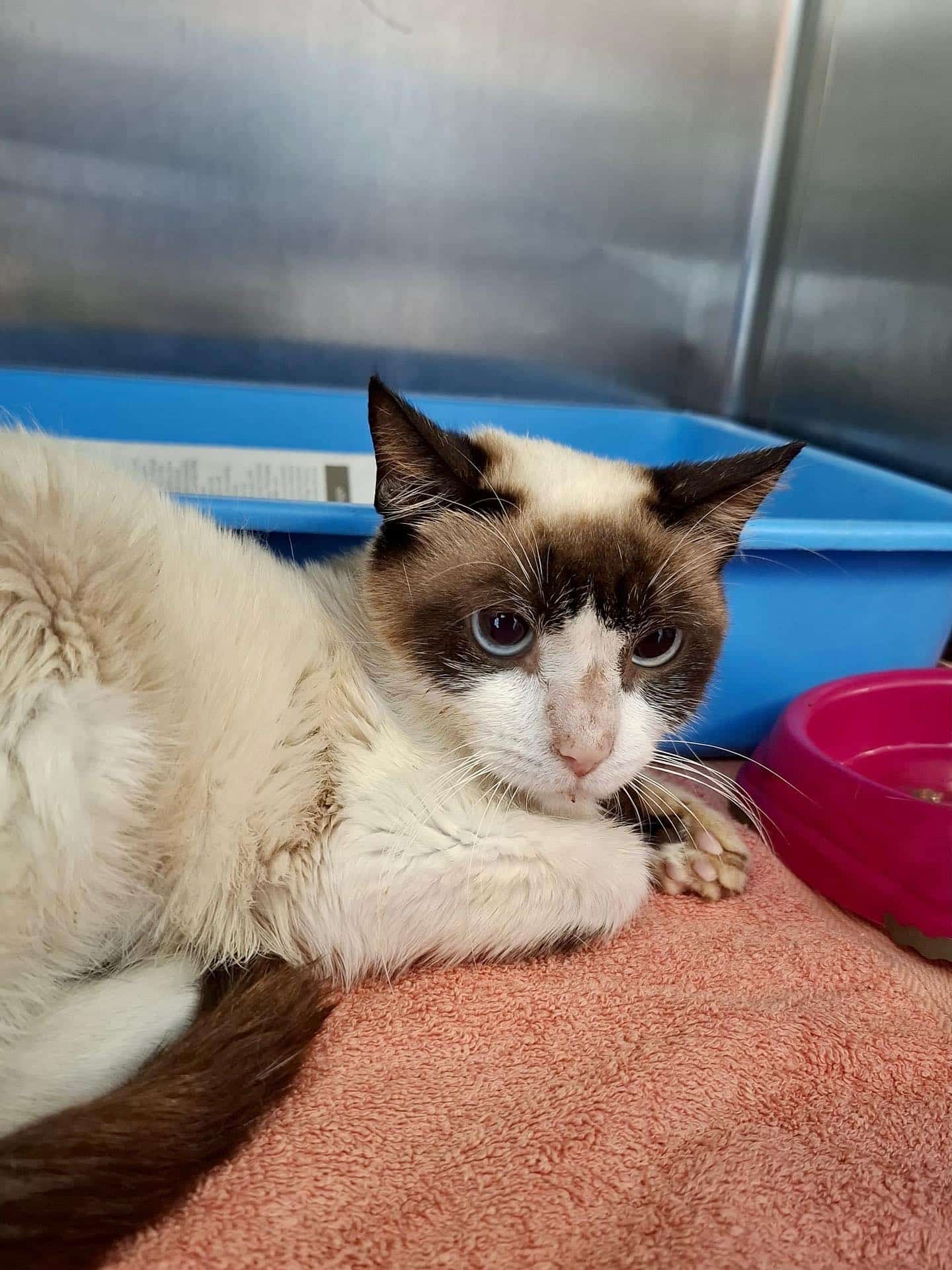 Aurora needs a foster home!