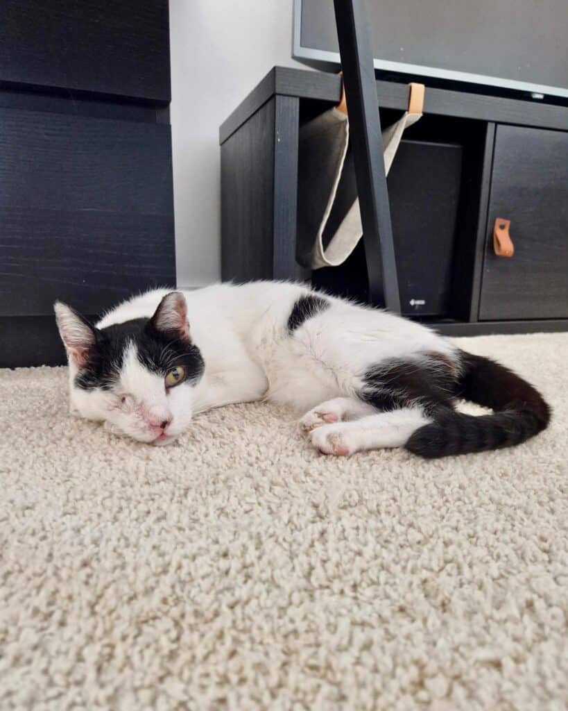 Campi is recovering in foster care after an operation_