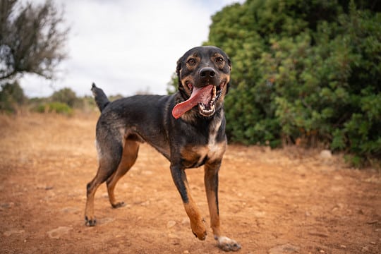 Charlie is a friendly dog, sociable with people and other dogs