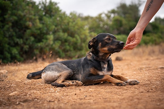 Charlie was rescued from the streets of Lagos
