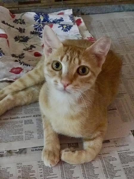 Daisy was rescued with a fractured hip