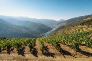 American wine lovers flock to Douro in record numbers