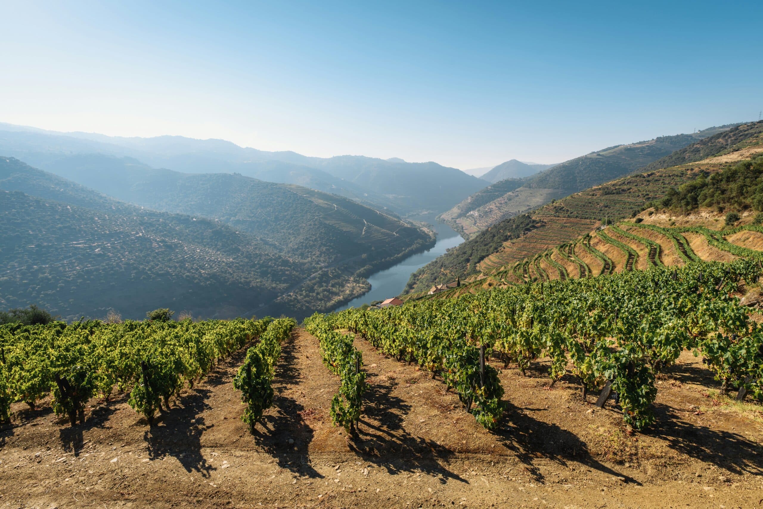 American wine lovers flock to Douro in record numbers