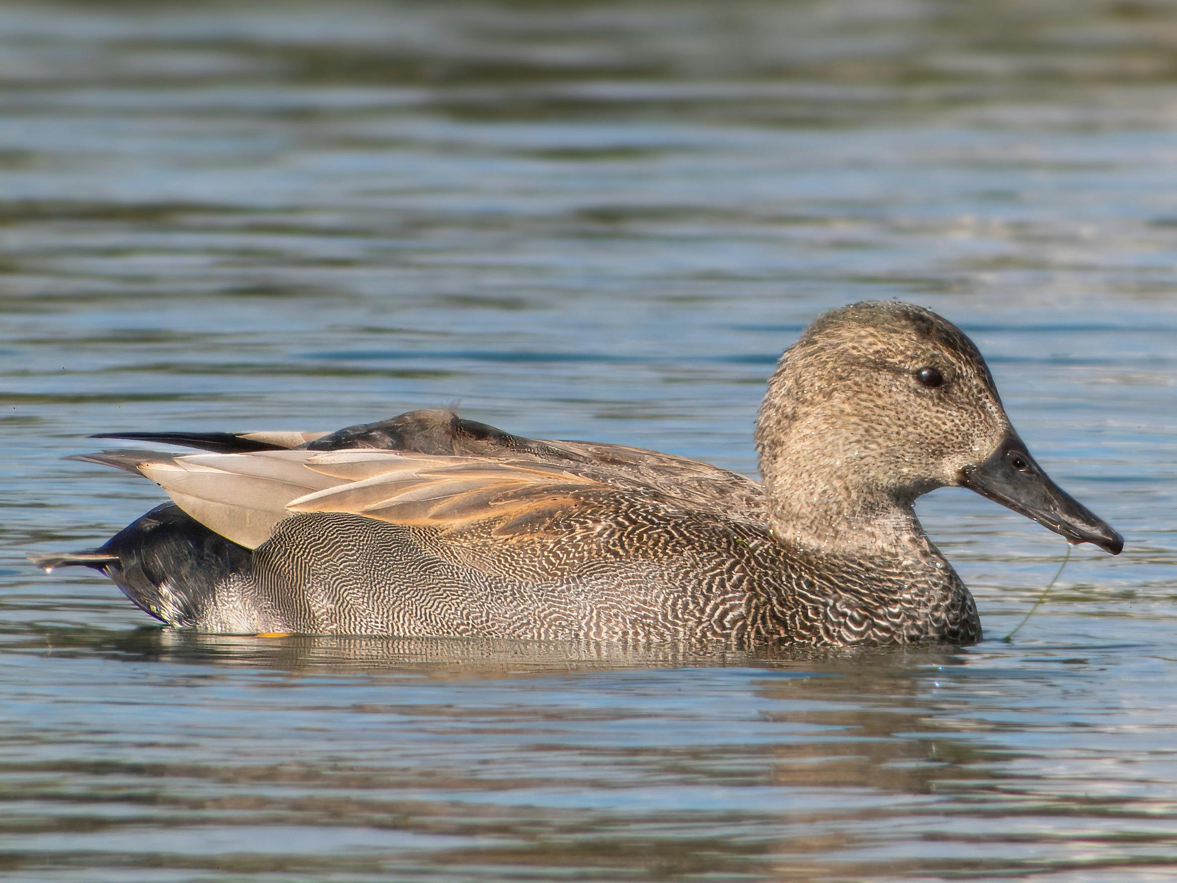 Bird flu detected in Olhão, bringing total cases to 20 this year