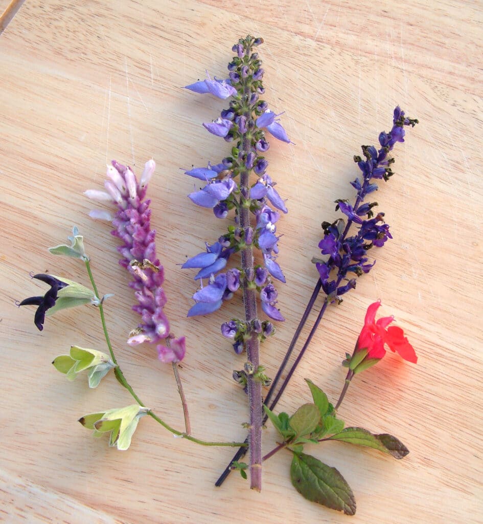 Garden salvias 2