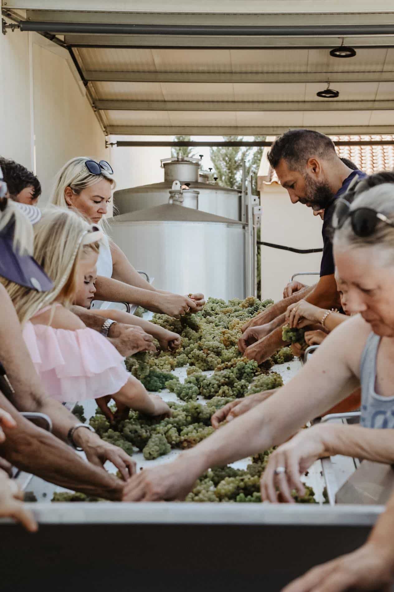 Grape sorting experience Grape sorting experience