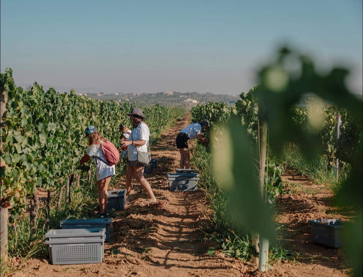 Algarve wineries open doors for immersive harvest experiences