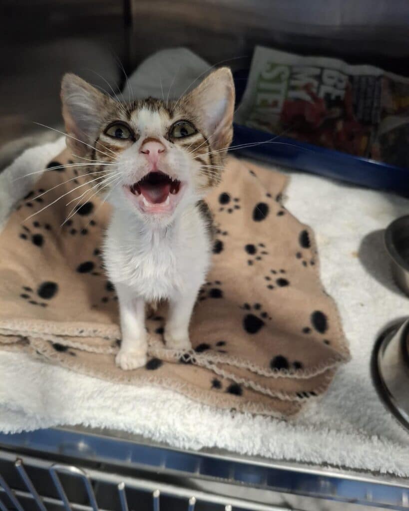 Luna is being well cared for