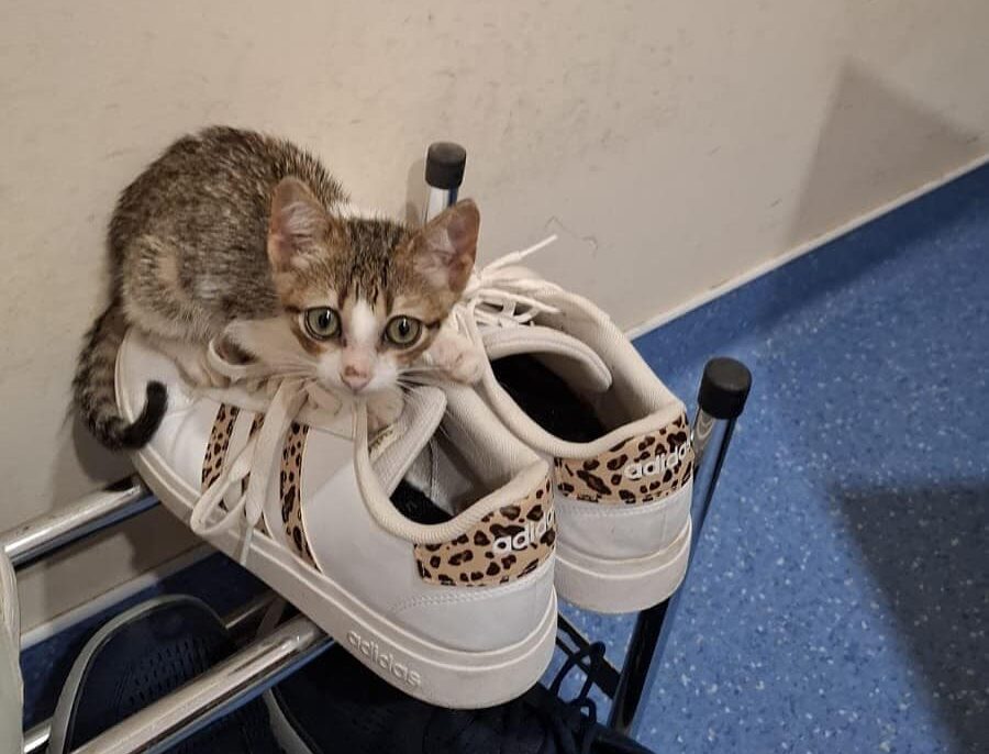 Luna was abandoned close to the Intermarche