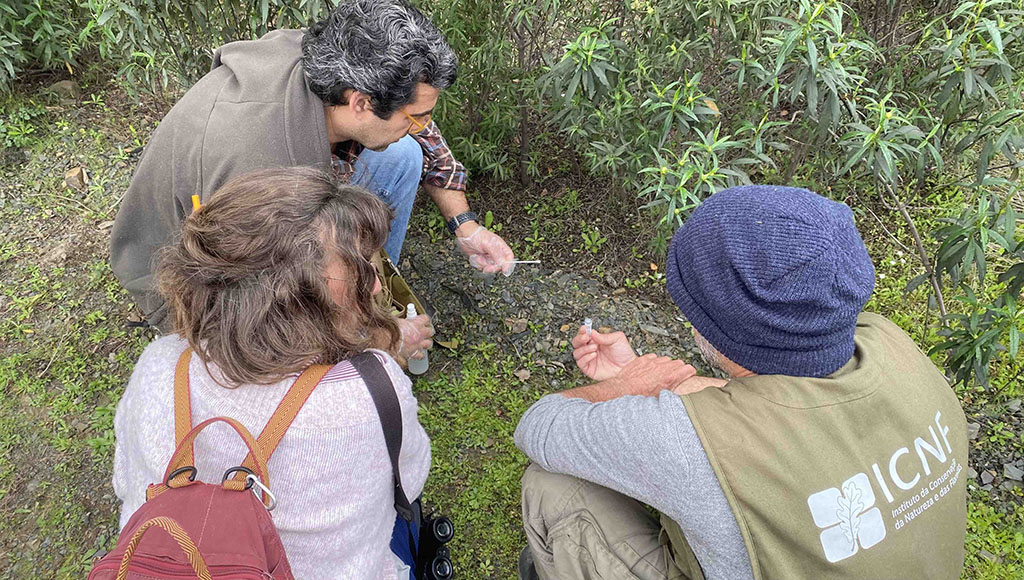 Lynx poo: Tracking lynx re-introduced to the wild by their scat