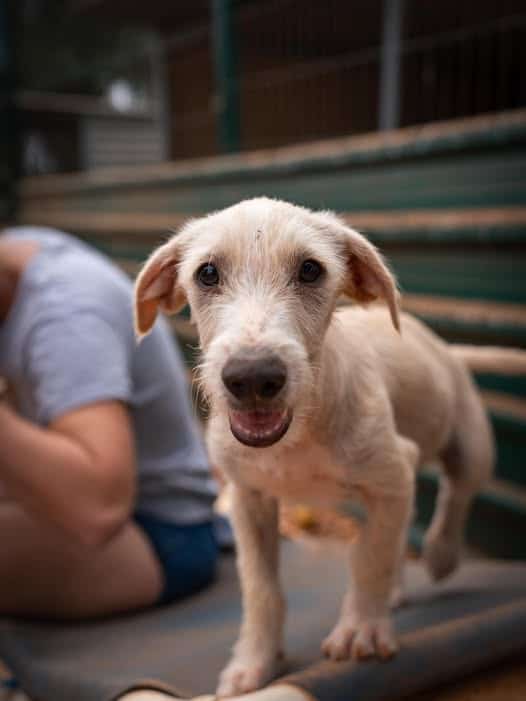 MILO is looking for a home!