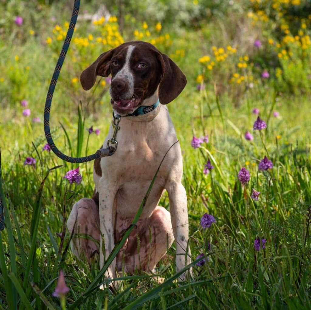 Peach is a gentle, calm, and sociable dog