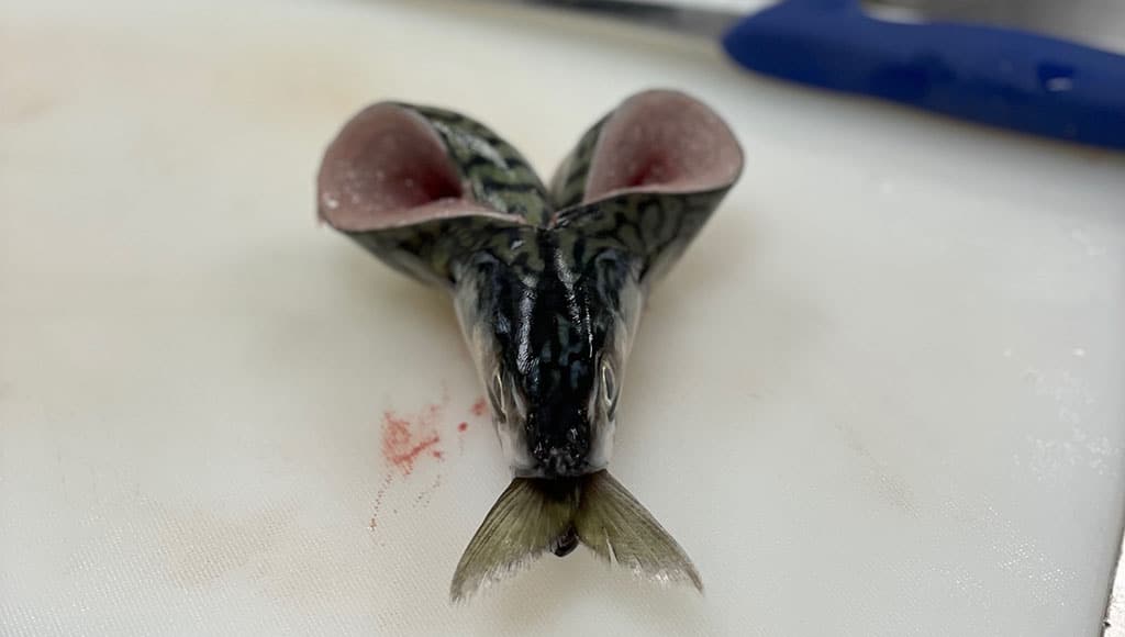 Preparing mackerel in culinary school