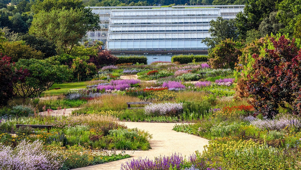 RHS Wisley Oudolf borders with salvias