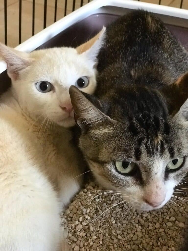 Rescued in Barão de São João, this family consists of a very sweet and sociable mother and her three kittens_