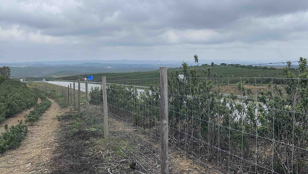 Heath hazard: lynx have been killed on this stretch of road, but drivers will know if they’re nearby
